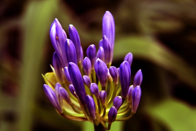 剑玉的益处 剑玉的益处