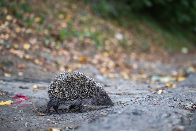 重庆校园足 重庆校园足
